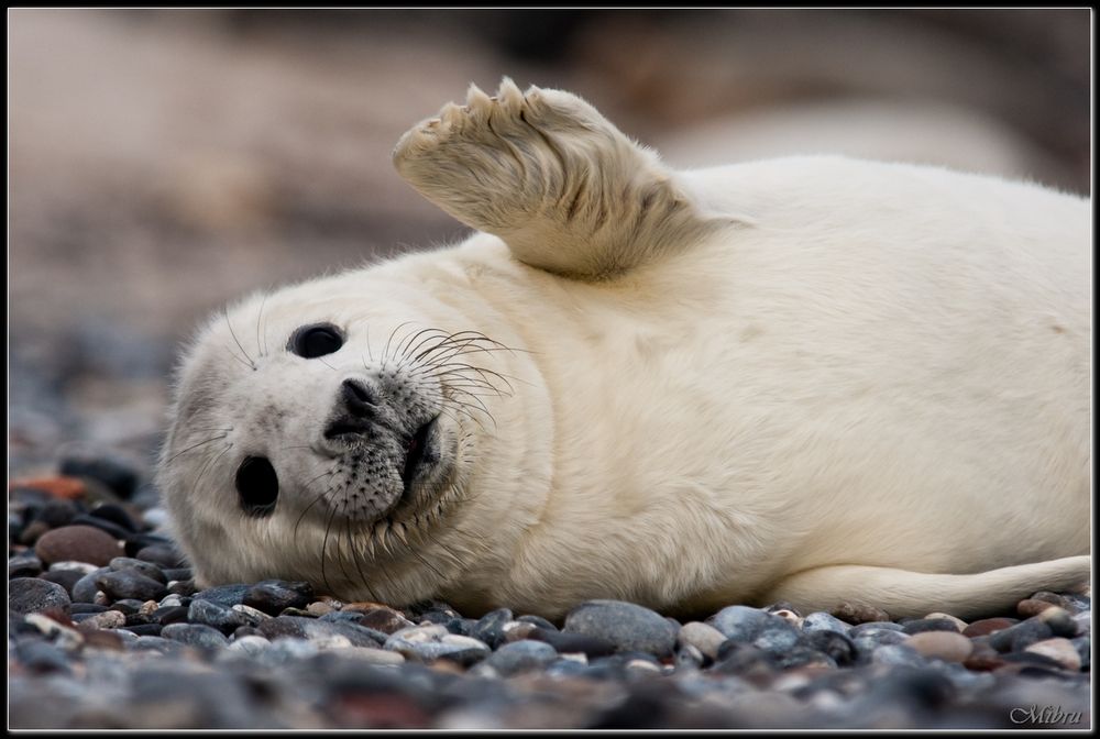 Winke winke Foto & Bild | tiere, tierkinder, wildlife Bilder auf