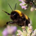 Winke, Winke,... ich flieg jetzt los zur nächsten Blüte!