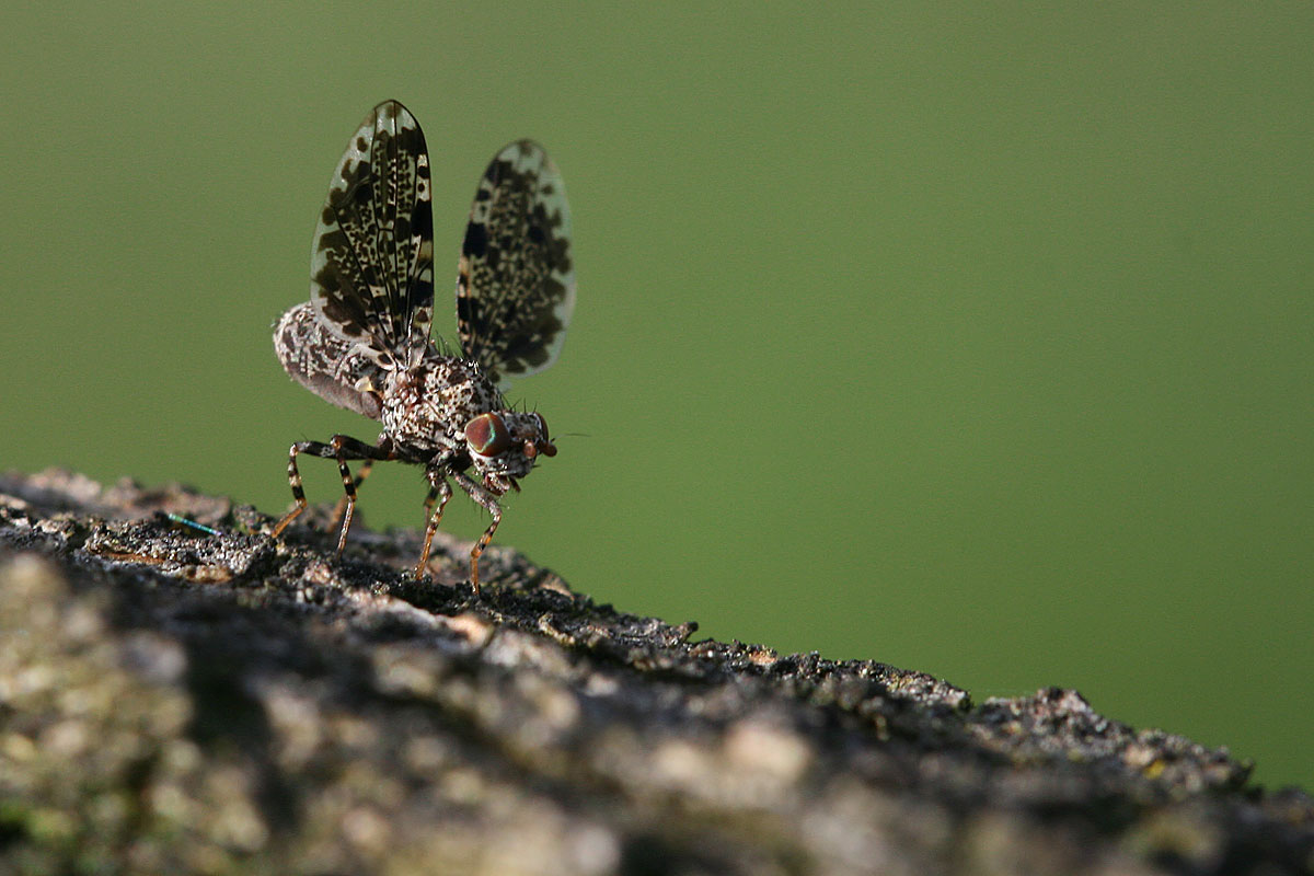 "Winkefliege" - Pfauenfliege (Callopistromyia annulipes)