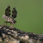 "Winkefliege" - Pfauenfliege (Callopistromyia annulipes)