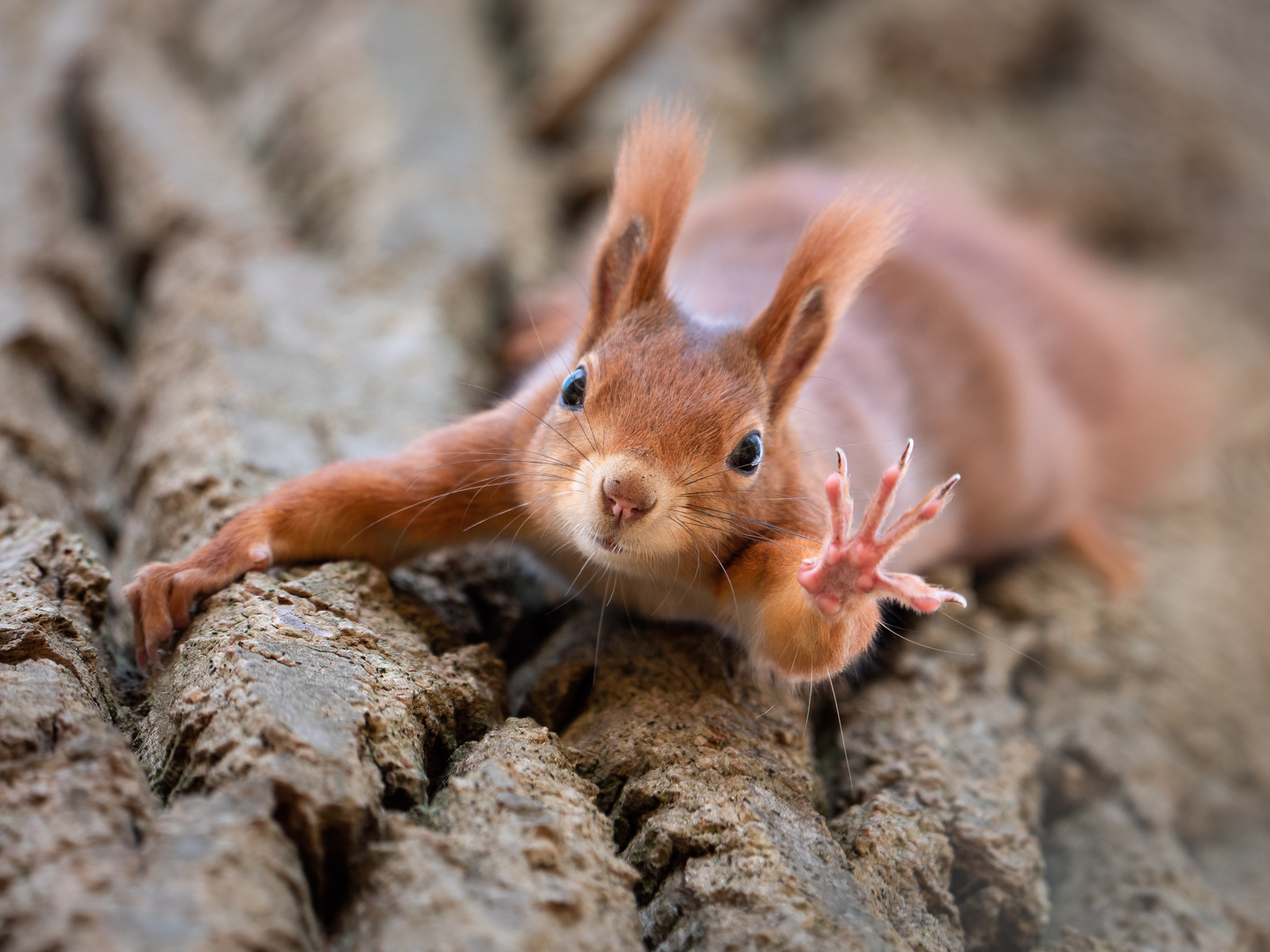 Winkehörnchen