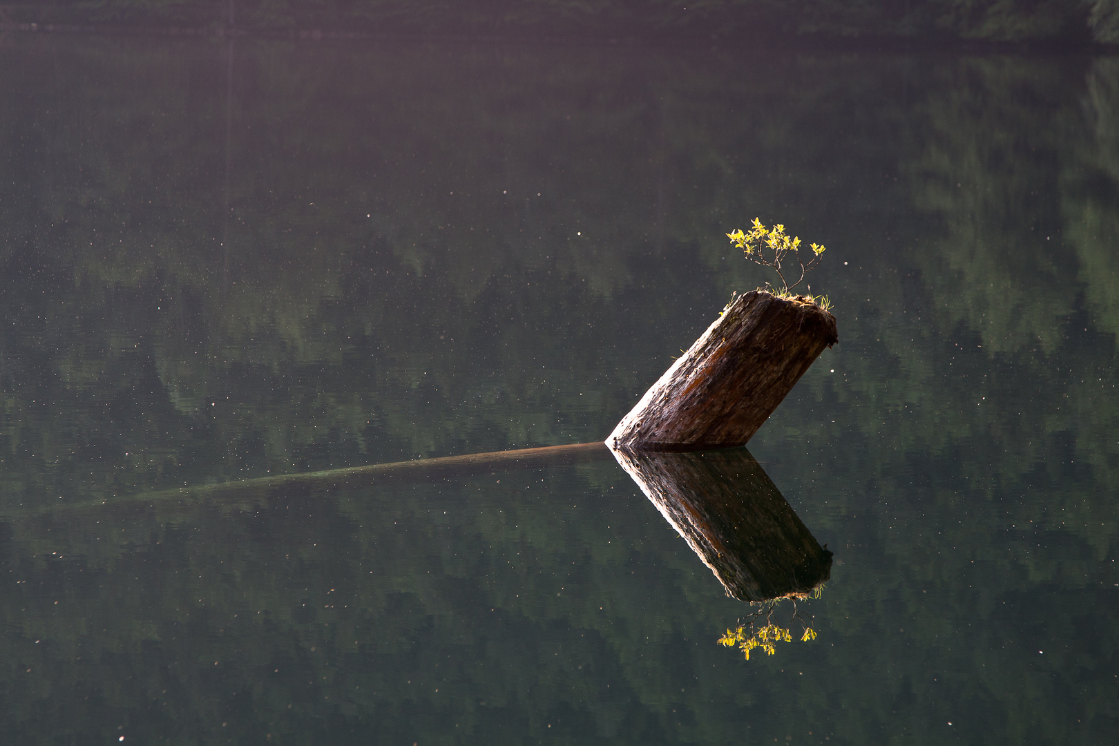 Winkel in der Natur