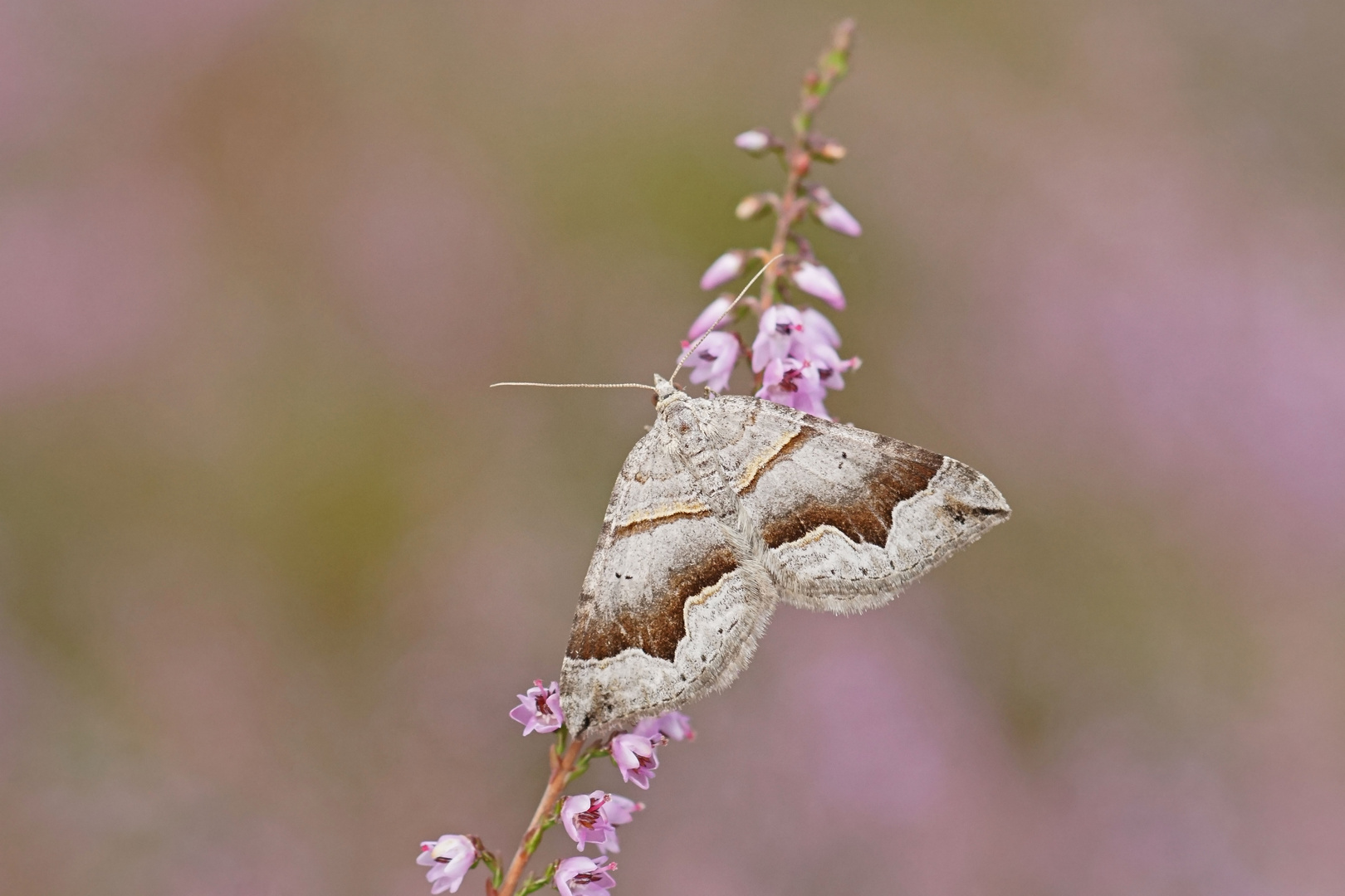 Winkelbinden-Wellenstriemenspanner (Scotopteryx moeniata) 2