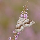 Winkelbinden-Wellenstriemenspanner (Scotopteryx moeniata) 2