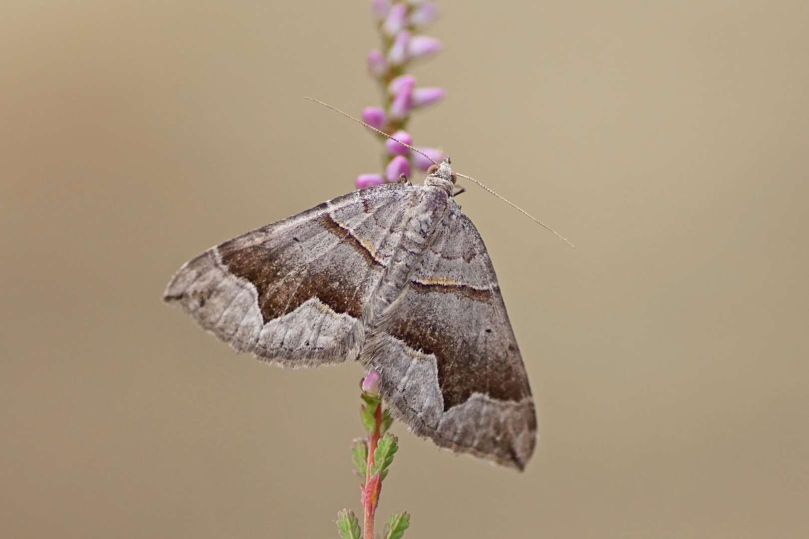 Winkelbinden-Wellenstriemenspanner (Scotopteryx moeniata)