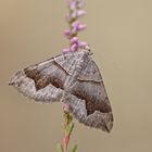 Winkelbinden-Wellenstriemenspanner (Scotopteryx moeniata)