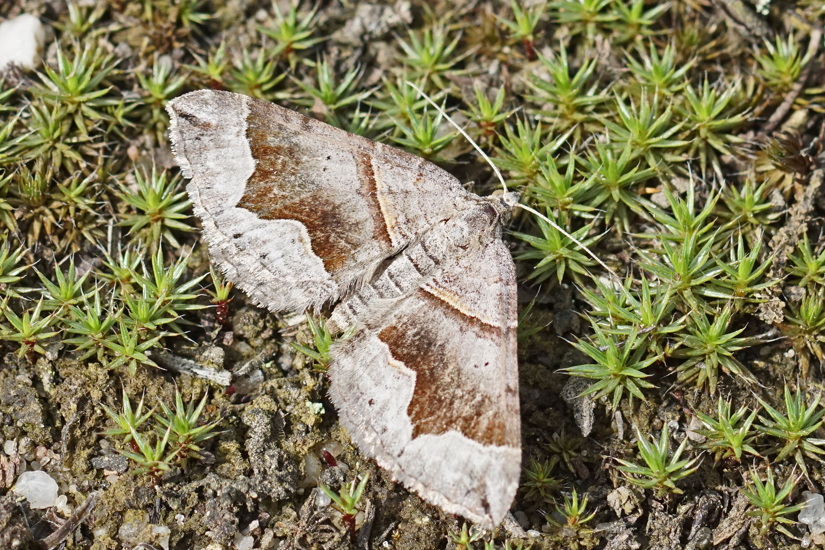 Winkelbinden-Wellenstriemenspanner (Scotopteryx moeniata)