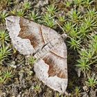 Winkelbinden-Wellenstriemenspanner (Scotopteryx moeniata)