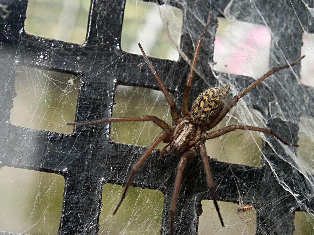 Winkelspinne am Kellerfenster