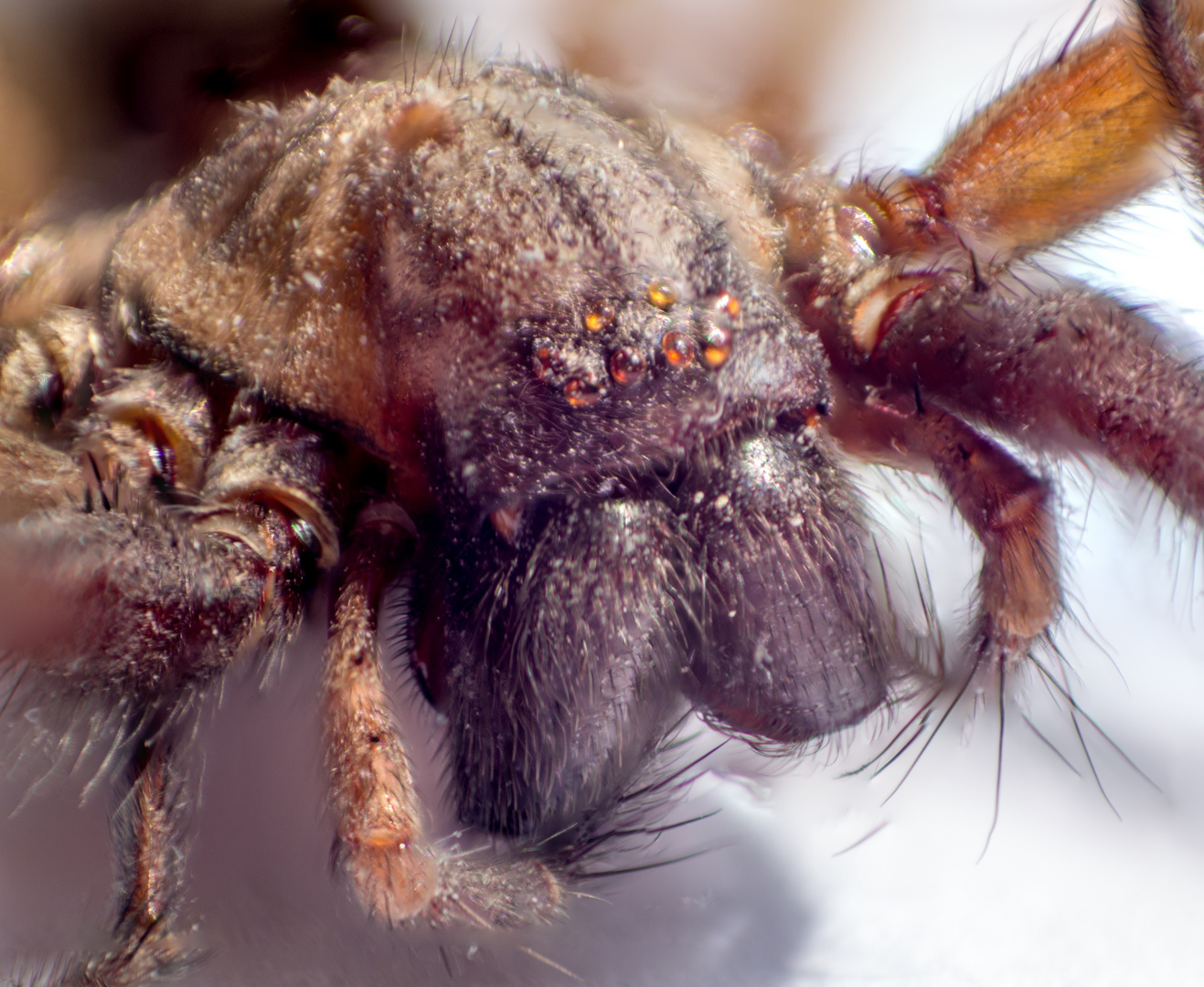 Winkelspinne / giant house spider (tegenaria domestica)