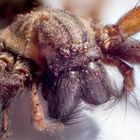 Winkelspinne / giant house spider (tegenaria domestica)