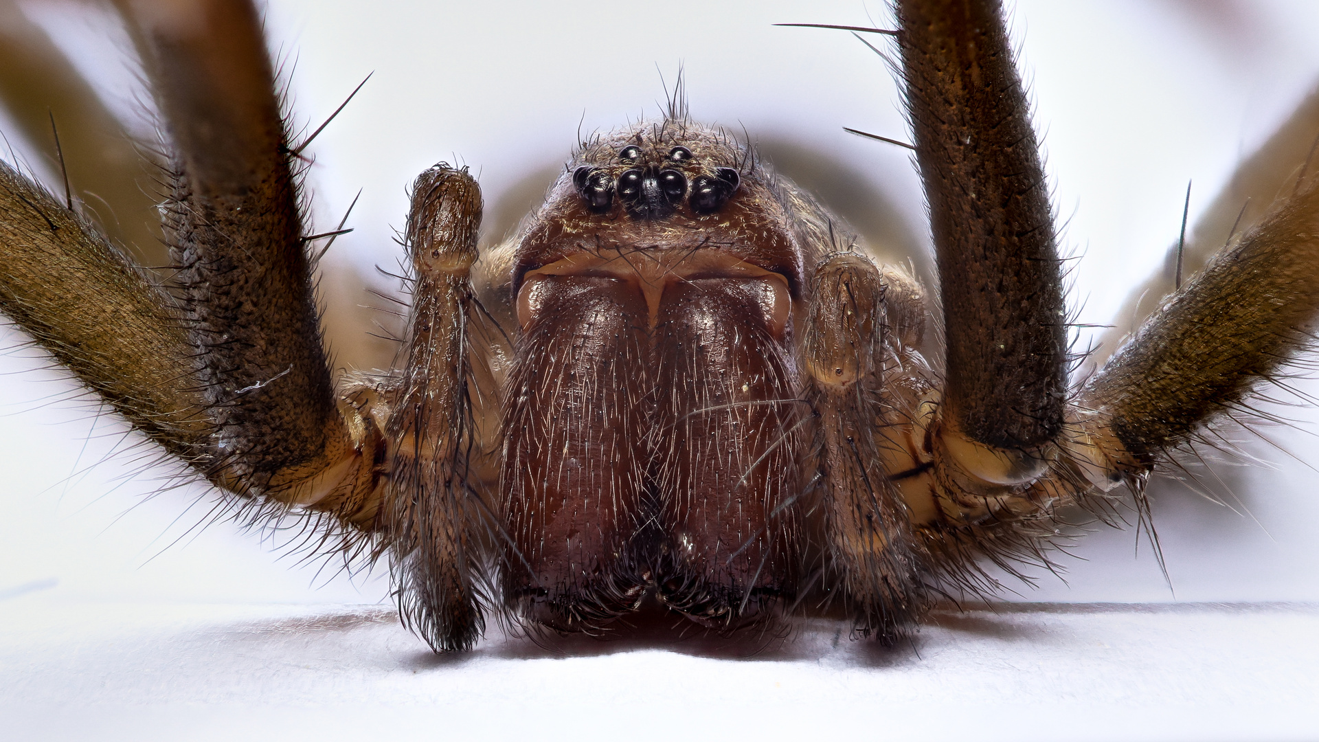 Winkelspinne - Stacking Foto & Bild | nah- & makro, tiere ...