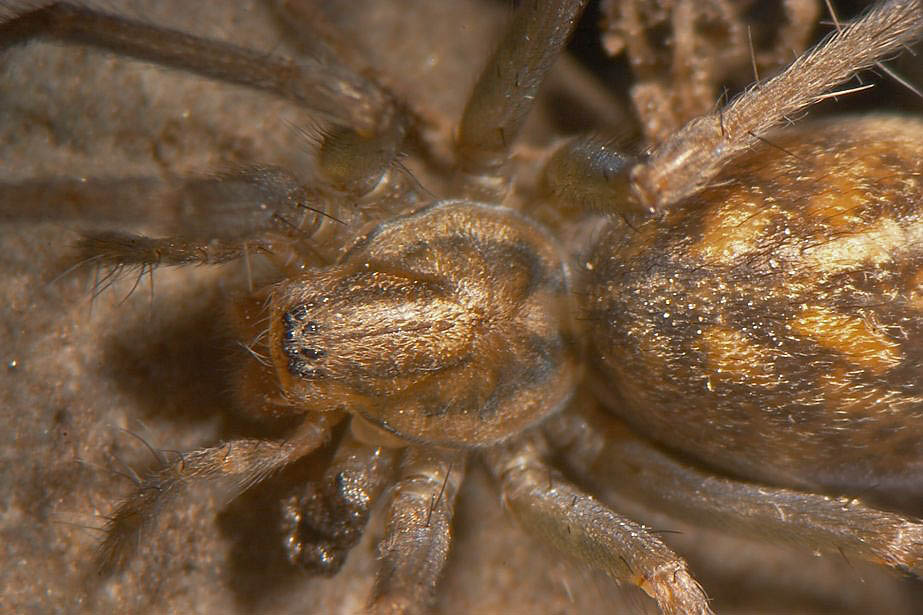 Winkelspinne - Tegenaria cf. silvestris