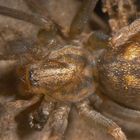 Winkelspinne - Tegenaria cf. silvestris