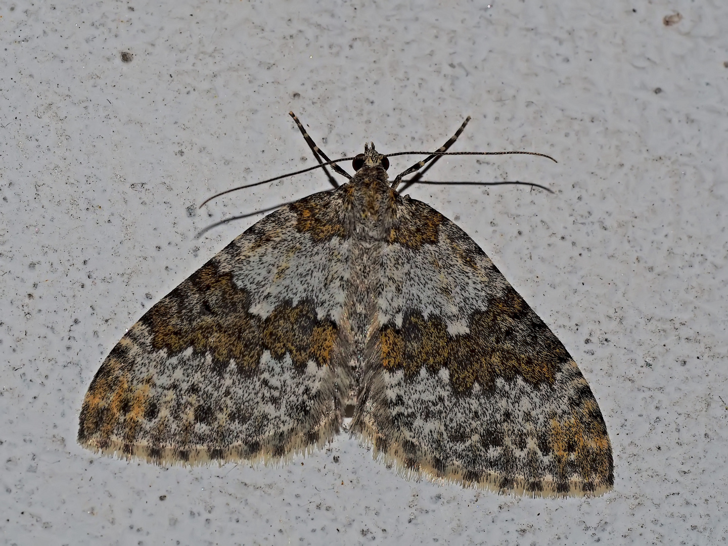 Winkelzahn-Gebirgs-Blattspanner (Entephria infidaria) - Un habitant de la montagne...