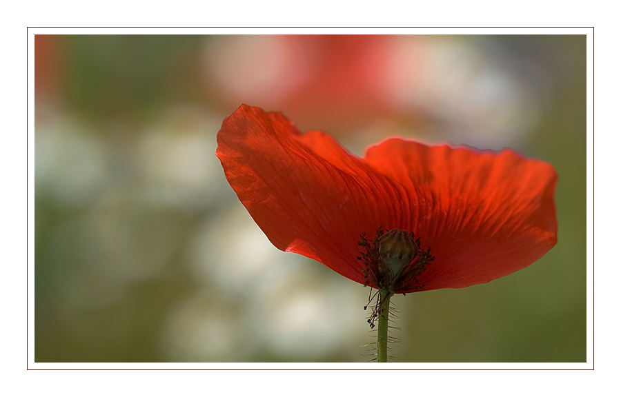 winkend im Wind