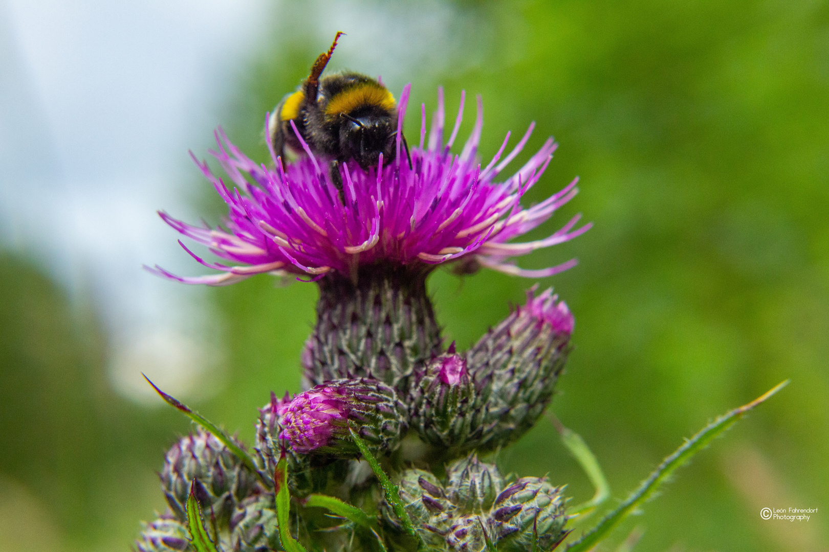 Winkende Hummel