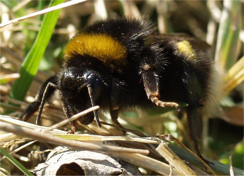 Winkende Hummel...