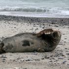 Winkende Kegelrobbe auf der Düne