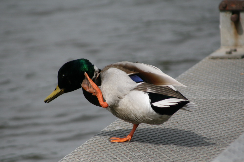 winkender Erpel Foto & Bild | tiere, wildlife, wildlife: sonstige tiere