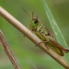 Winkender Grashüpfer