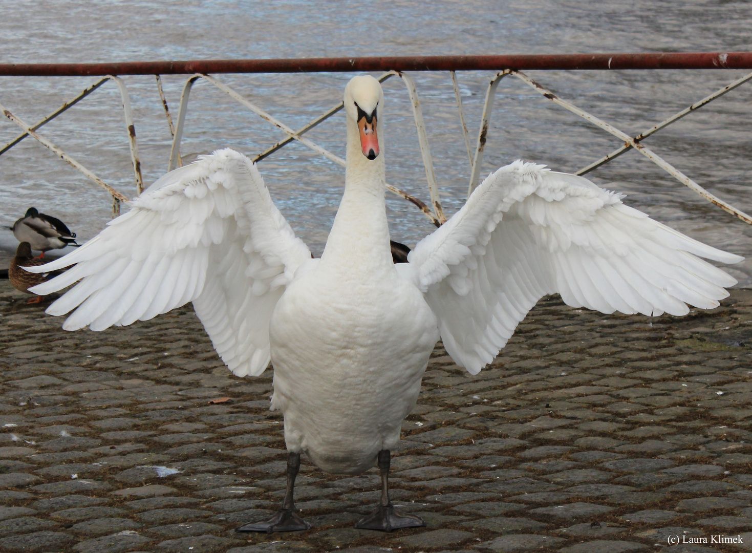 Winkender Schwan