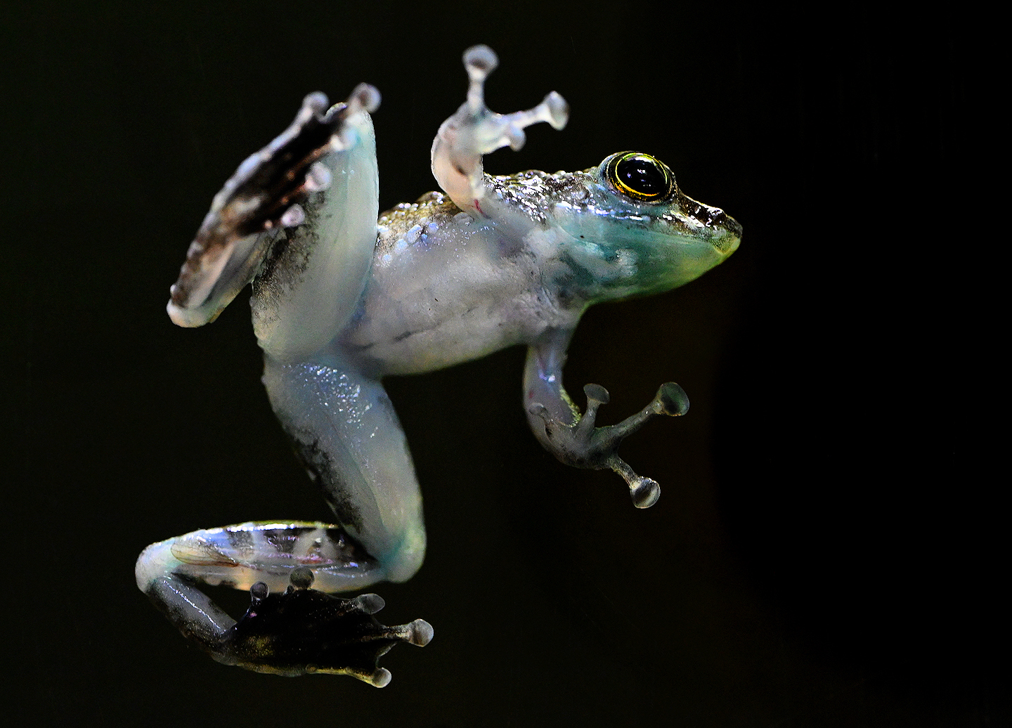 Winkerfrosch