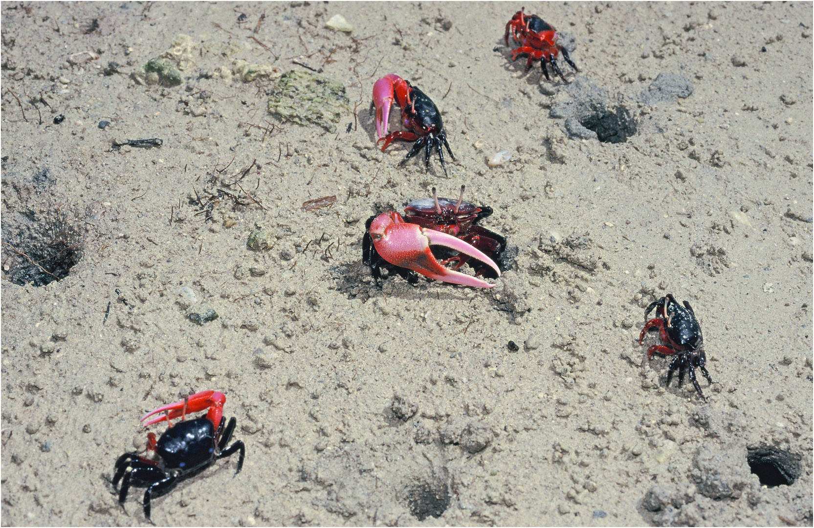 Winkerkrabben, Aitutaki, Cook Islands - 2003