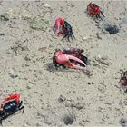 Winkerkrabben, Aitutaki, Cook Islands - 2003