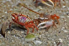 Winkerkrabben - Fiddler crab