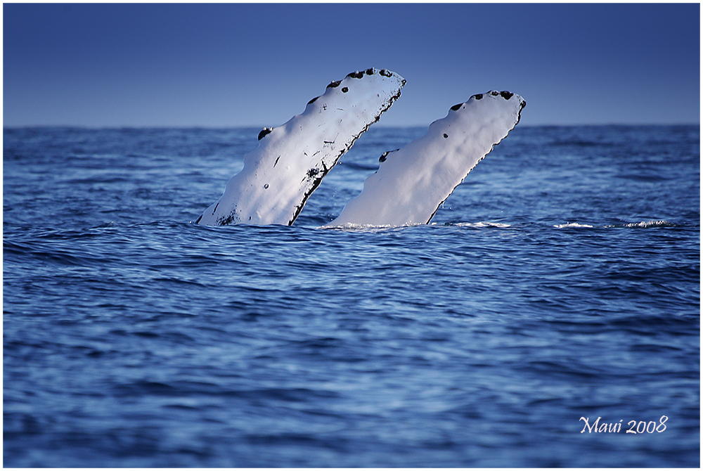 WinkeWinke beim Whalewatching