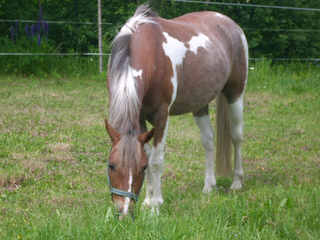 Winnetou