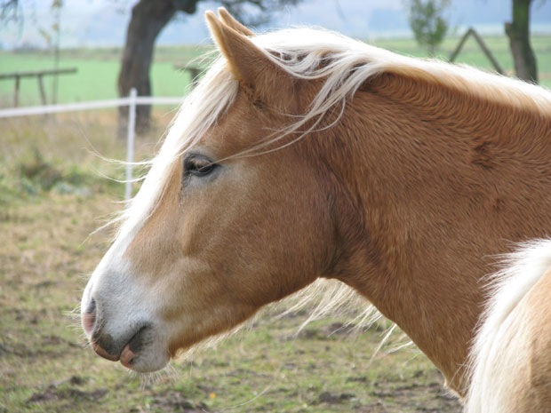 Winnetou