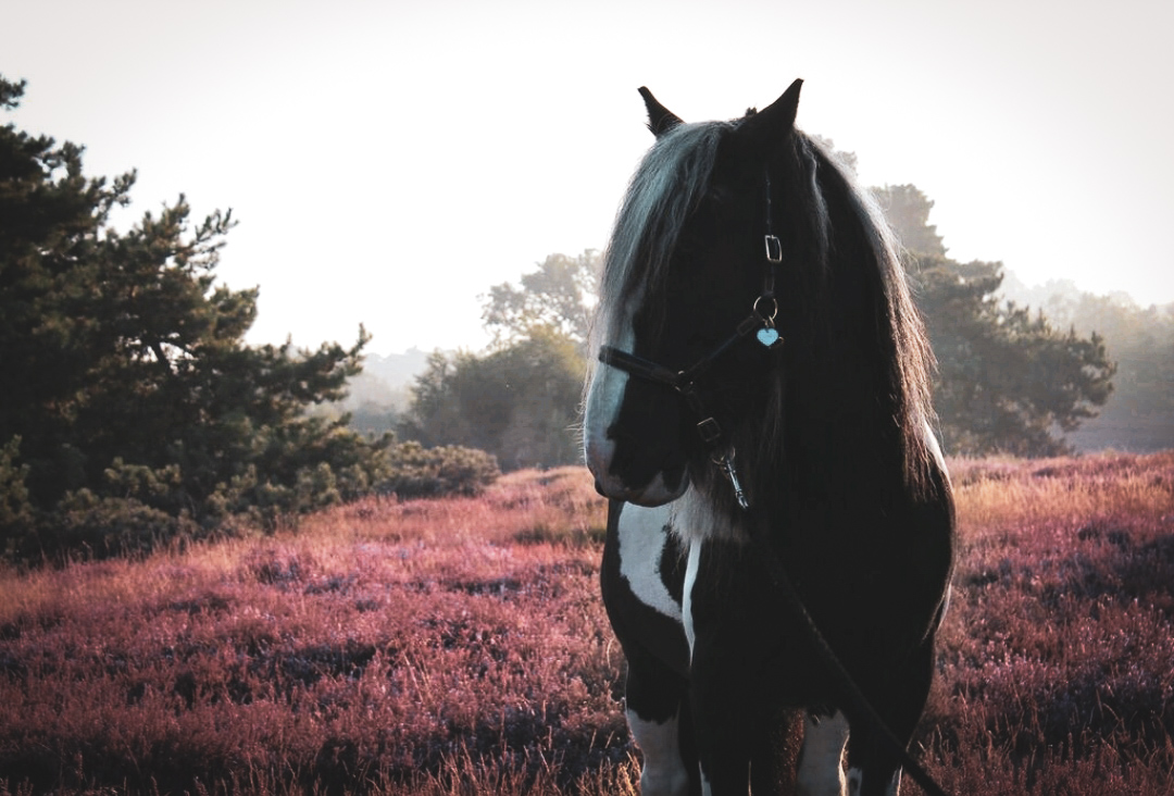 Winnetou in der Heideblüte 