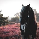 Winnetou in der Heideblüte 