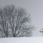 Winnie und der Baum