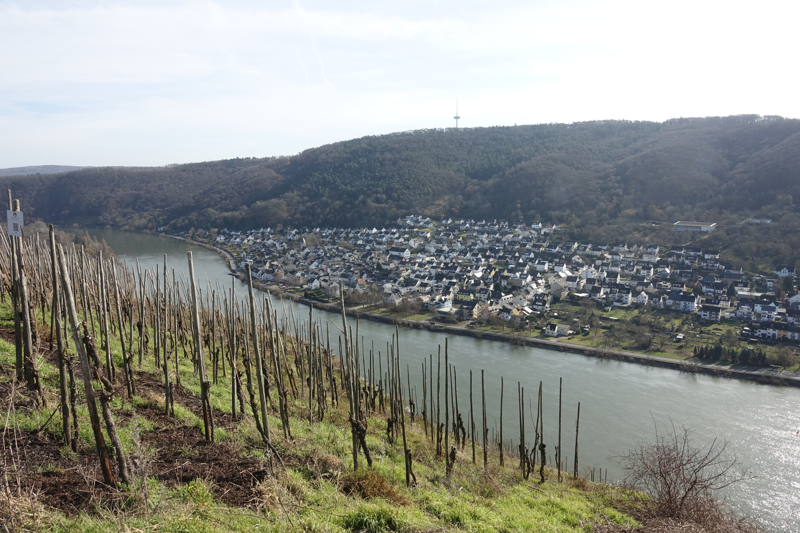 Winninger Weinberge (2)