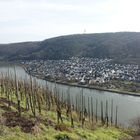 Winninger Weinberge (2)