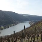 Winninger Weinberge (3)