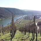 Winninger Weinberge (4)