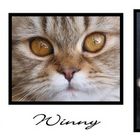 Winny-Trilogie