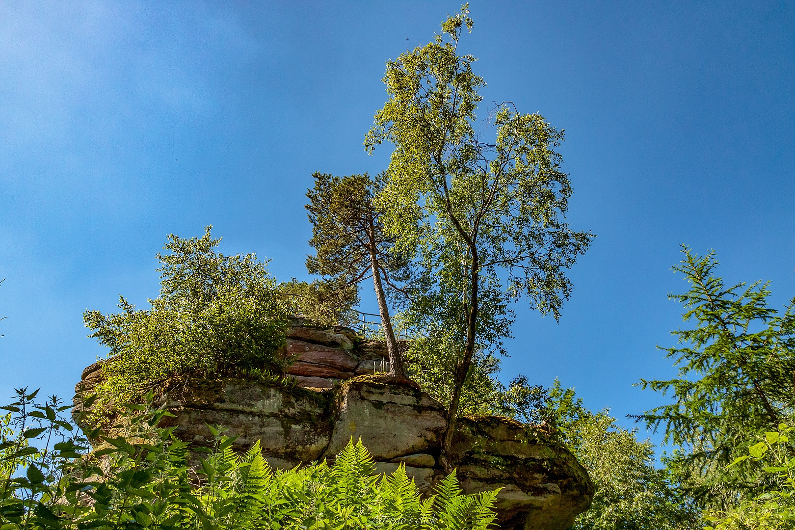 Winschertfelsen bei Merzalben im Pfälzer Wald