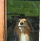 Winsel-Sheltie