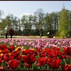 Winsener Tulpenfest 2