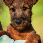 WINSOME Irish´s Allison the smart Cookie, genannt Cookie - Irish Terrier