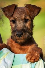 WINSOME Irish´s Allison the smart Cookie, genannt Cookie - Irish Terrier