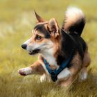 Winston - Welsh Corgi Pembroke 