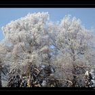 Winter (10)