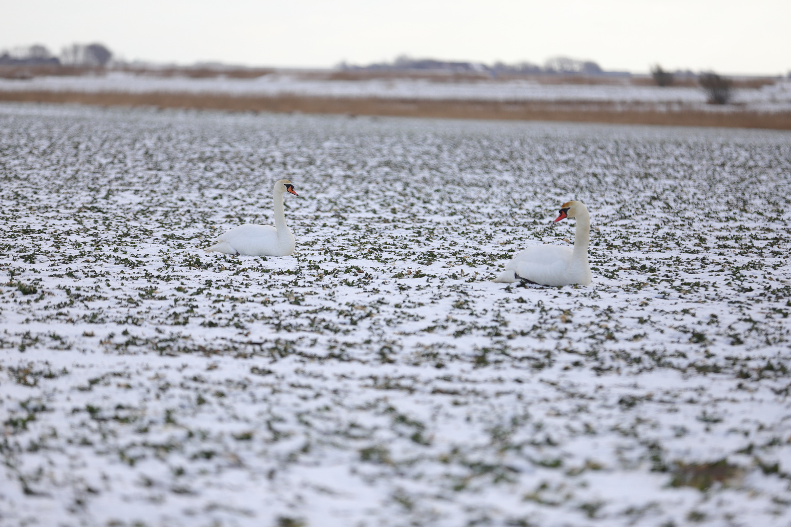 Winter 100221_MG_0119