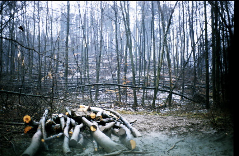 Winter 1972 Wald-Schäden durch Eisregen